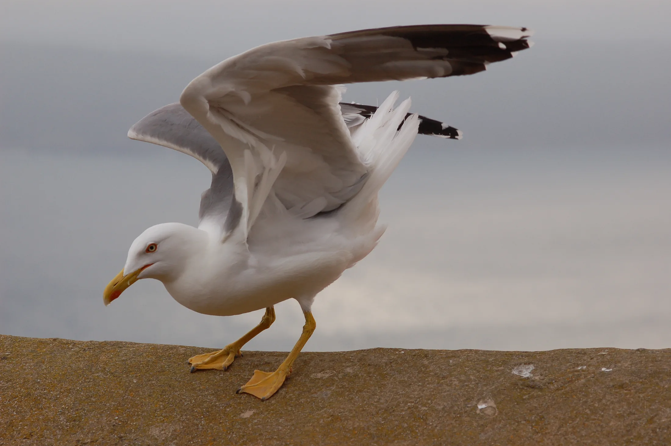 möve